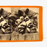 C. 1870s "Magnolia in Bloom" Stereoview