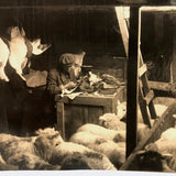Dramatic Photo of Man at Work on Wings in Barn, with Hanging Geese and Flock of Sheep