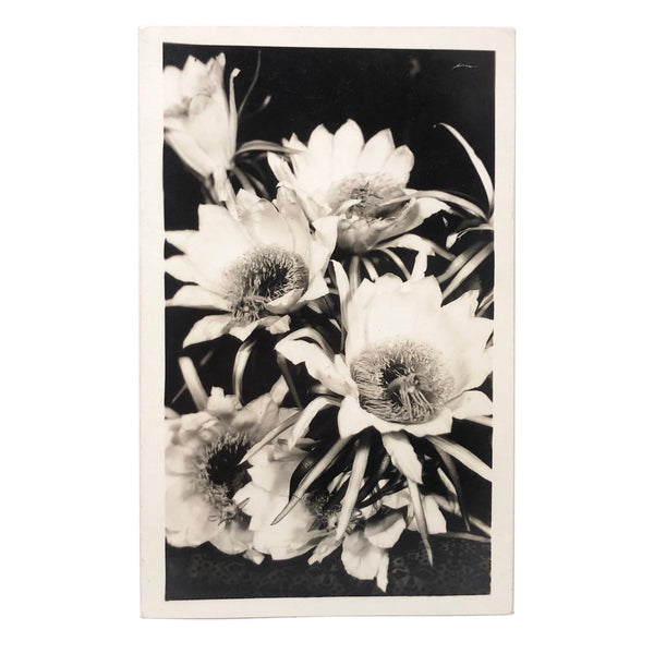 Night Blooming Cereus, Real Photo Post Card