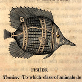 C. Mid 19th Century Natural History Catechism Book with Wonderful Hand-colored Engravings