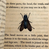 C. Mid 19th Century Natural History Catechism Book with Wonderful Hand-colored Engravings