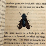 C. Mid 19th Century Natural History Catechism Book with Wonderful Hand-colored Engravings