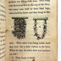 C. Mid 19th Century Natural History Catechism Book with Wonderful Hand-colored Engravings
