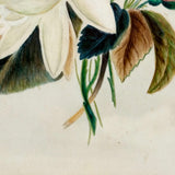 Pretty Package: Waterlily Bouquet with Rosebuds, c. 1870s Watercolor in Gilded Frame