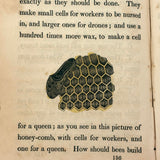 C. Mid 19th Century Natural History Catechism Book with Wonderful Hand-colored Engravings