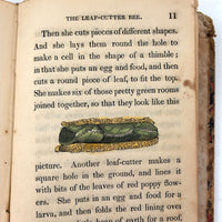 C. Mid 19th Century Natural History Catechism Book with Wonderful Hand-colored Engravings