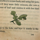 C. Mid 19th Century Natural History Catechism Book with Wonderful Hand-colored Engravings