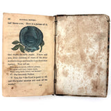 C. Mid 19th Century Natural History Catechism Book with Wonderful Hand-colored Engravings