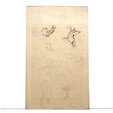 Fish, Roosters, Eagle, Rabbit, Faces: Wonderful 1907 D.B Webber Ink Drawing