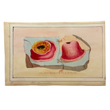 SOLD Stunning Hybrid: Twice Watercolored 1790 Shaw & Nodder Copper Engraving of Sea Anemone (#1)
