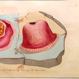 SOLD Stunning Hybrid: Twice Watercolored 1790 Shaw & Nodder Copper Engraving of Sea Anemone (#1)