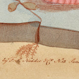 SOLD Stunning Hybrid: Twice Watercolored 1790 Shaw & Nodder Copper Engraving of Sea Anemone (#1)