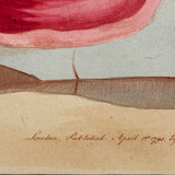 SOLD Stunning Hybrid: Twice Watercolored 1790 Shaw & Nodder Copper Engraving of Sea Anemone (#1)