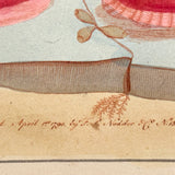 SOLD Stunning Hybrid: Twice Watercolored 1790 Shaw & Nodder Copper Engraving of Sea Anemone (#1)