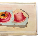 SOLD Stunning Hybrid: Twice Watercolored 1790 Shaw & Nodder Copper Engraving of Sea Anemone (#1)