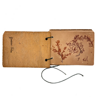 Sweet Little Victorian Sea Moss Collection c. 1880s