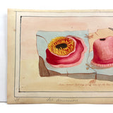 SOLD Stunning Hybrid: Twice Watercolored 1790 Shaw & Nodder Copper Engraving of Sea Anemone (#1)