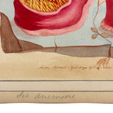 SOLD Stunning Hybrid: Twice Watercolored 1790 Shaw & Nodder Copper Engraving of Sea Anemone (#1)