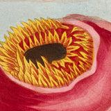 SOLD Stunning Hybrid: Twice Watercolored 1790 Shaw & Nodder Copper Engraving of Sea Anemone (#1)