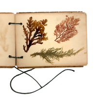 Sweet Little Victorian Sea Moss Collection c. 1880s
