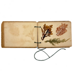 Sweet Little Victorian Sea Moss Collection c. 1880s