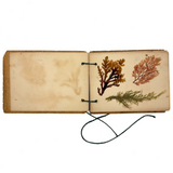 Sweet Little Victorian Sea Moss Collection c. 1880s