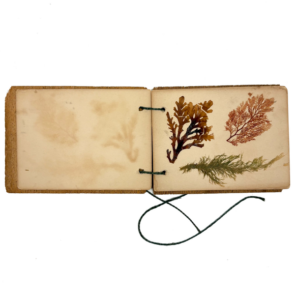 Sweet Little Victorian Sea Moss Collection c. 1880s