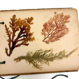 Sweet Little Victorian Sea Moss Collection c. 1880s