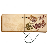 Sweet Little Victorian Sea Moss Collection c. 1880s