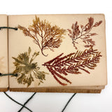 Sweet Little Victorian Sea Moss Collection c. 1880s