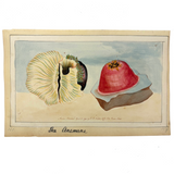 SOLD Stunning Hybrid: Twice Watercolored 1790 Shaw & Nodder Copper Engraving of Sea Anemone (#2)