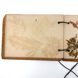Sweet Little Victorian Sea Moss Collection c. 1880s