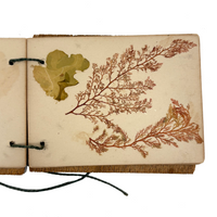 Sweet Little Victorian Sea Moss Collection c. 1880s