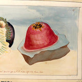 SOLD Stunning Hybrid: Twice Watercolored 1790 Shaw & Nodder Copper Engraving of Sea Anemone (#2)