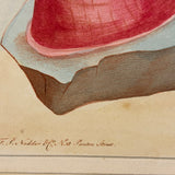 SOLD Stunning Hybrid: Twice Watercolored 1790 Shaw & Nodder Copper Engraving of Sea Anemone (#2)