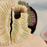 SOLD Stunning Hybrid: Twice Watercolored 1790 Shaw & Nodder Copper Engraving of Sea Anemone (#2)