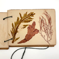 Sweet Little Victorian Sea Moss Collection c. 1880s