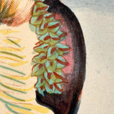 SOLD Stunning Hybrid: Twice Watercolored 1790 Shaw & Nodder Copper Engraving of Sea Anemone (#2)