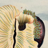 SOLD Stunning Hybrid: Twice Watercolored 1790 Shaw & Nodder Copper Engraving of Sea Anemone (#2)