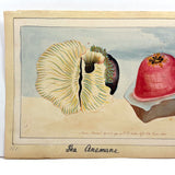 SOLD Stunning Hybrid: Twice Watercolored 1790 Shaw & Nodder Copper Engraving of Sea Anemone (#2)