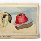 SOLD Stunning Hybrid: Twice Watercolored 1790 Shaw & Nodder Copper Engraving of Sea Anemone (#2)