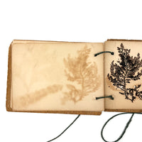 Sweet Little Victorian Sea Moss Collection c. 1880s