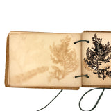 Sweet Little Victorian Sea Moss Collection c. 1880s