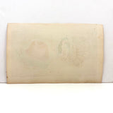 SOLD Stunning Hybrid: Twice Watercolored 1790 Shaw & Nodder Copper Engraving of Sea Anemone (#2)