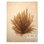Aug. 1917 Pressed Sea Moss Card with Bible Inspired Notes to Self on Reverse