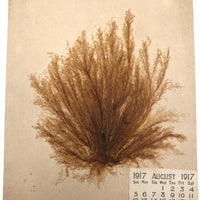 Aug. 1917 Pressed Sea Moss Card with Bible Inspired Notes to Self on Reverse