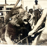 Lion, Tamer and Onlookers, Dramatic Old Real Photo Postcard