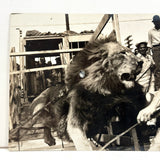 Lion, Tamer and Onlookers, Dramatic Old Real Photo Postcard