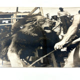 Lion, Tamer and Onlookers, Dramatic Old Real Photo Postcard