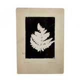Photogenic Drawing (Photogram) of a Fern, George A. H. Eggers, Dunkirk, NY, c. Late 19th Century